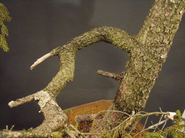 Picea yamadori "Wing" - 2007 S_210