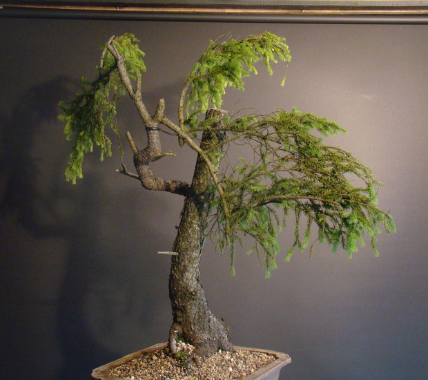 Picea yamadori "Wing" - 2007 S_410