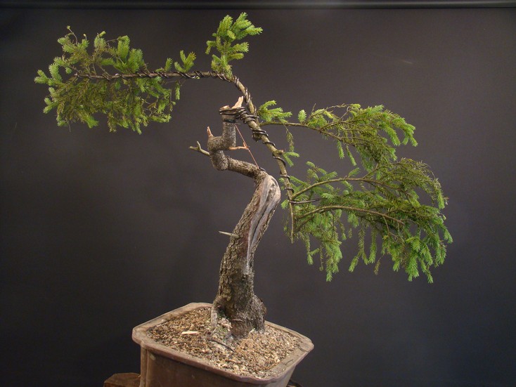 Picea yamadori "Wing" - 2007 S_610