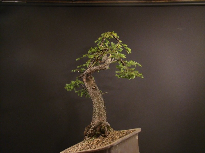 Picea yamadori "Wing" - 2007 S_710