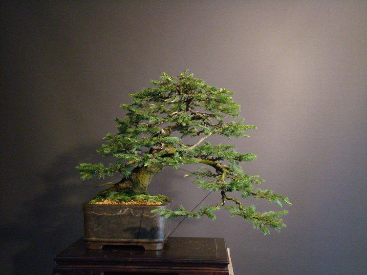 Yamadori Pinus mugo for demo Vys_0210