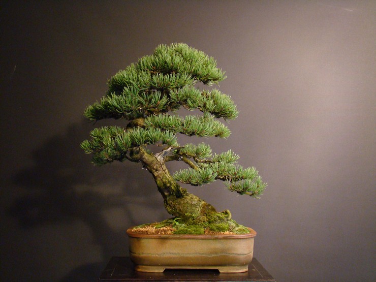 Yamadori Pinus mugo for demo Vys_0211