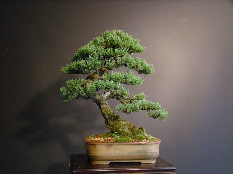 Yamadori Pinus mugo for demo Vys_0212