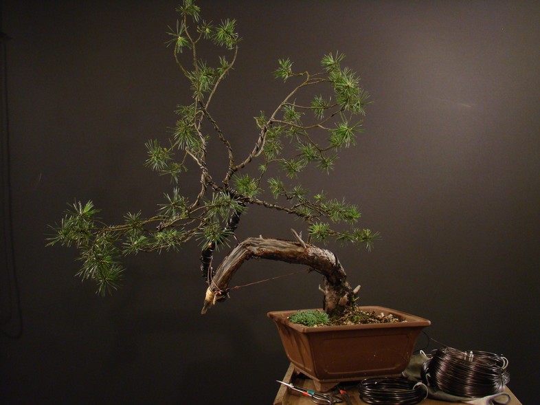 Pinus sylvestris 2005 - real project? Zlom_111