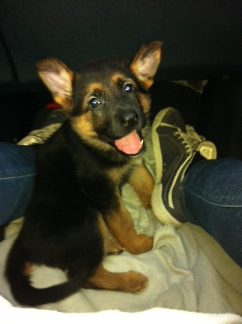 Lara, chiot femelle Berger Allemand 210