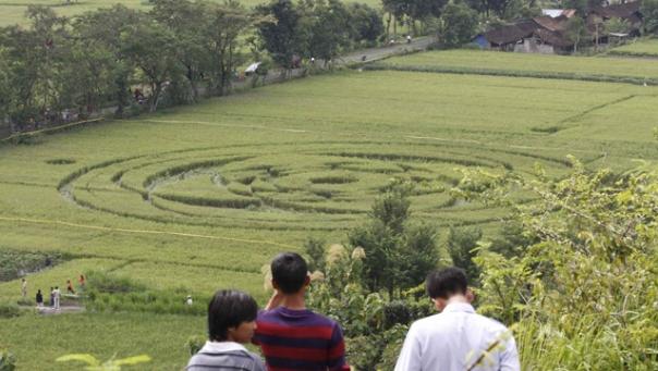 first known Indonesian Crop Circles Cropci10