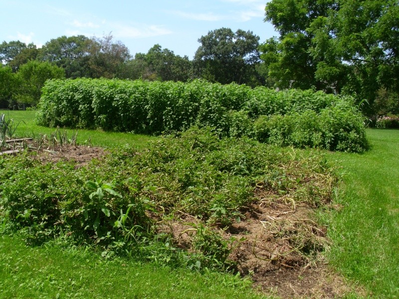 july garden update Hpim3111