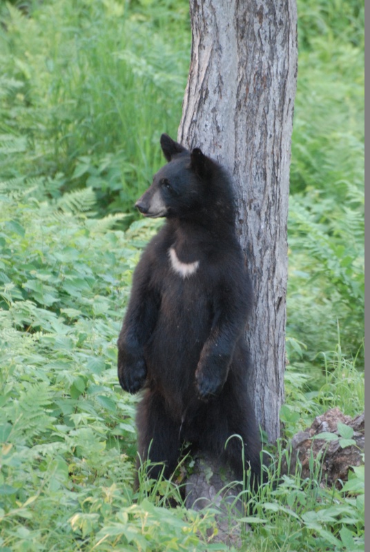 ACADIEVILLE, RICHARD ET SES OURS. Dsc_5510