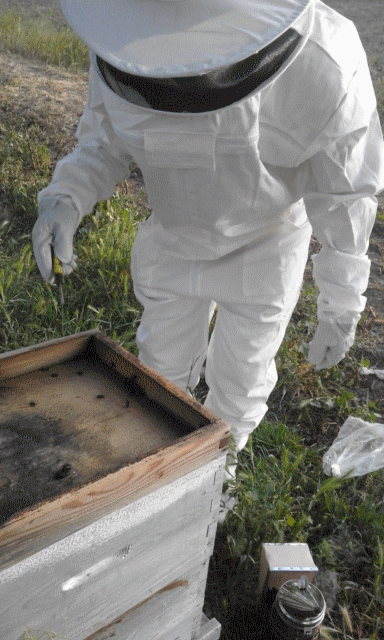 النحل - المباشرة بالتحري والكشف عن الأمراض والآفات التي تصيب النحل Benais10