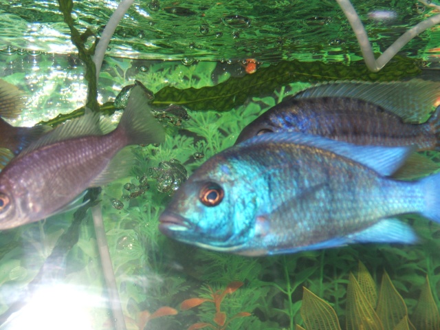 PLACIDOCHROMIS PHENOCHILUS GISSELI Janvie22