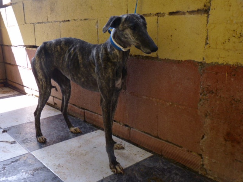 Flecha, galga bringée, 2 ans.Scooby France Adoptée  P1270910