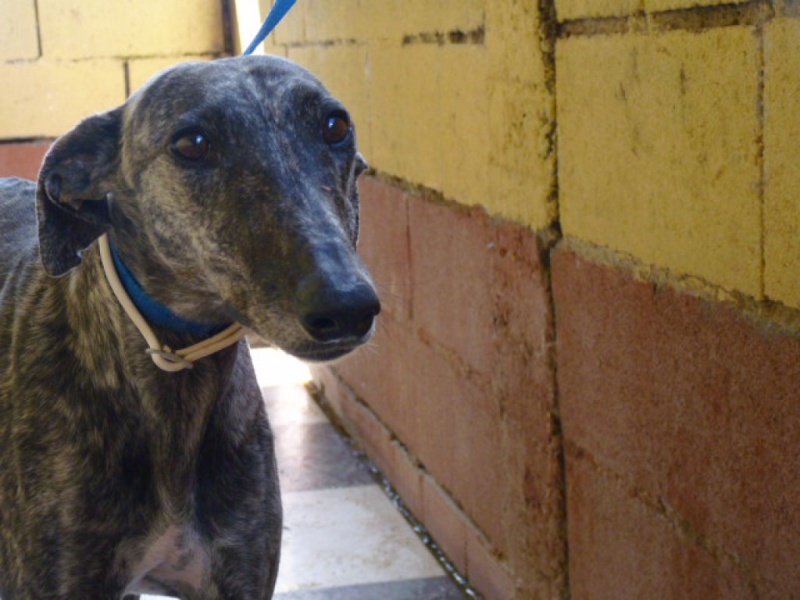 Flecha, galga bringée, 2 ans.Scooby France Adoptée P1270913
