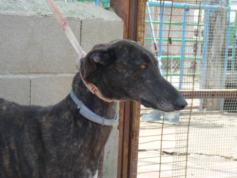 Zamorana, galga bringée foncée, 2 ans P1290414