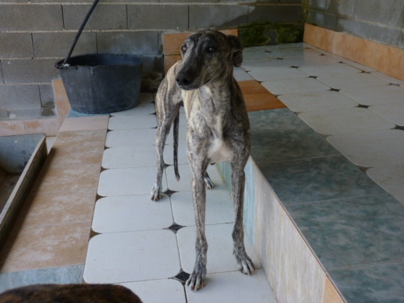 Torpedo, galgo bringé, 2 ans P1320413