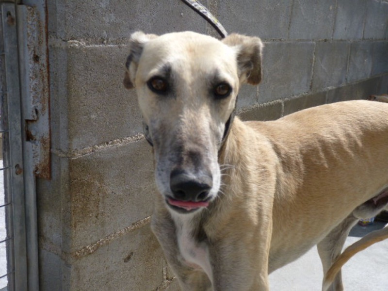 Chaky galgo  beige, 5 ans P1320614