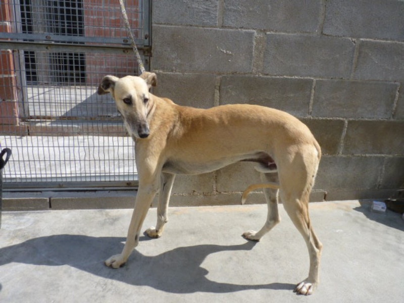 Chaky galgo  beige, 5 ans P1320615