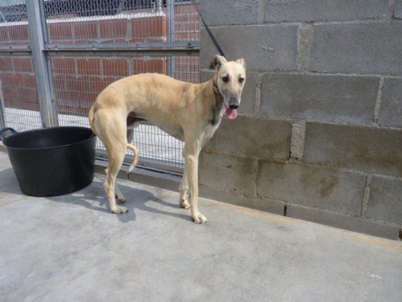 Chaky galgo  beige, 5 ans P1320616