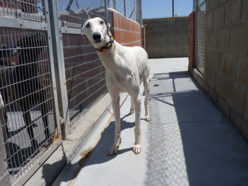Capea, galga blanche, 7 ans Adoptée P1330014
