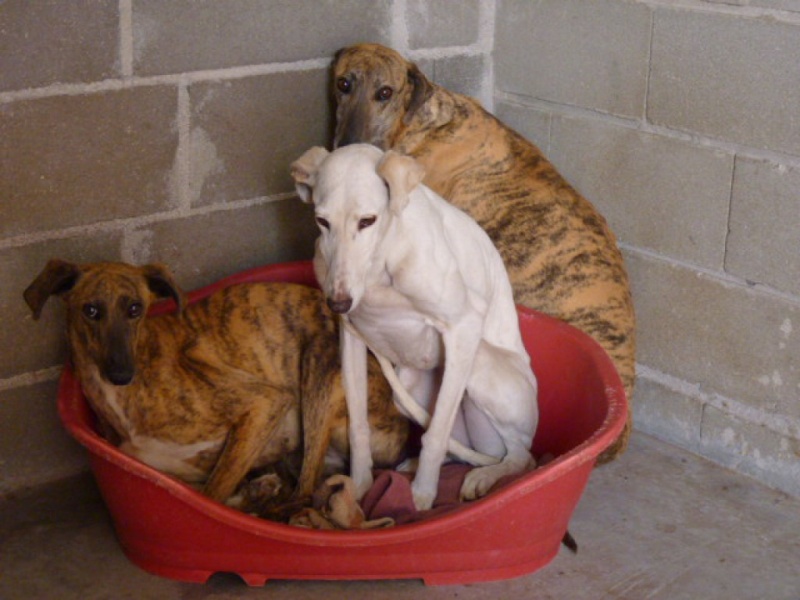 Chiqui –10 ans – Adoption URGENTE Adoptée P1330015