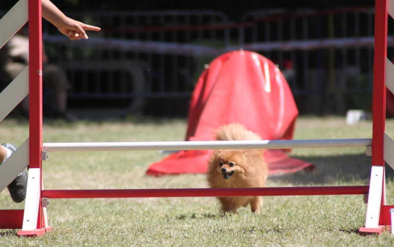 concours d agility arles Arles_13