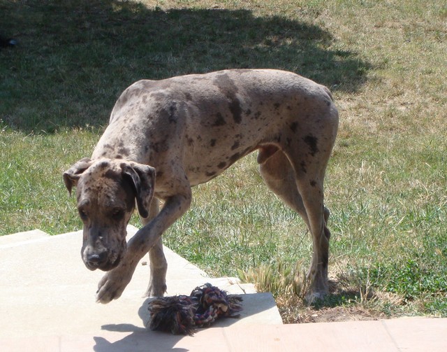 RECHERCHONS Dalton un bouvier bernois de deux ans et son copain Elias d'un an et demi, dogue allemand gris bigarré de noir, disparu...du village de Miribel  Recher11