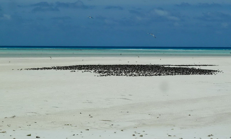 [Campagne] Iles éparses du canal du Mozambique - Page 11 114