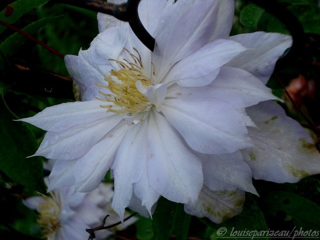 clematite Belle of Woking chez Allan Dsc00111