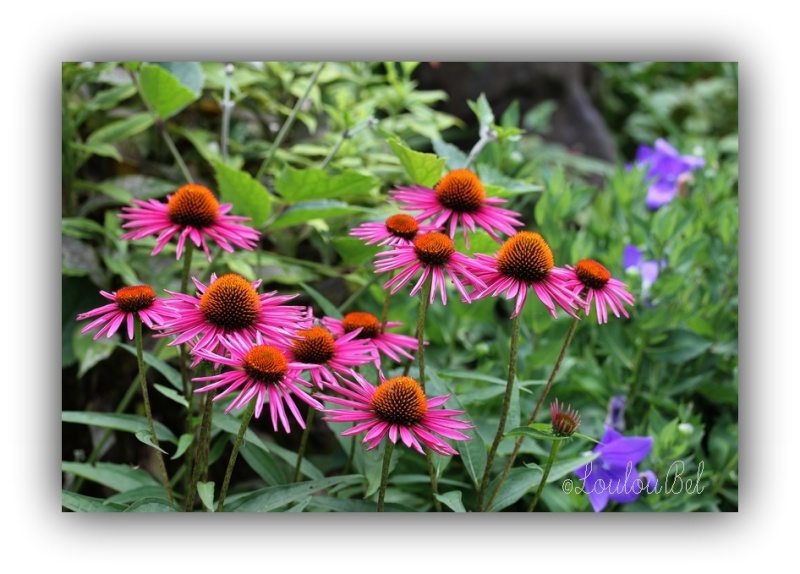 Echinacea "Pica Bella" Img_2610