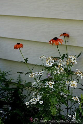 Echinacea Tangerine Dream Img_3815