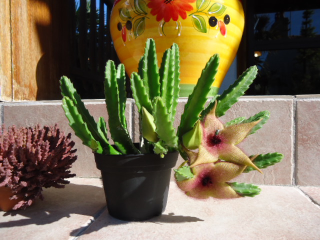 Stapelia grandiflora Dsc00939