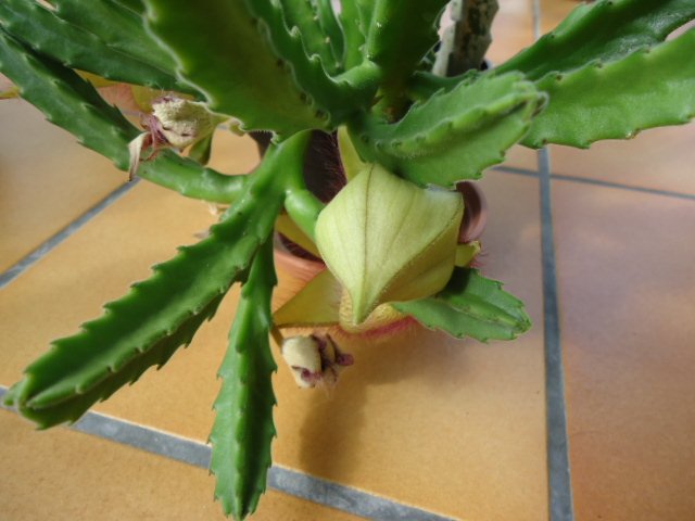 Stapelia grandiflora Dsc01013