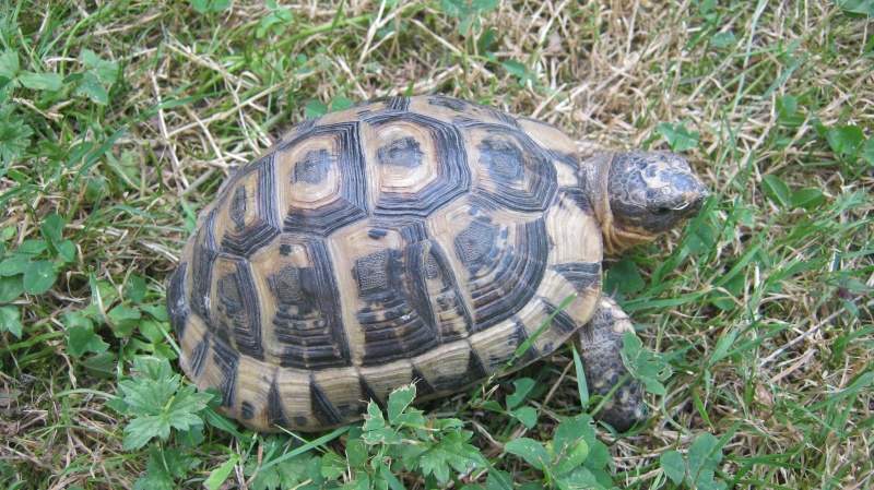 identification tortue trouvé Frankl14