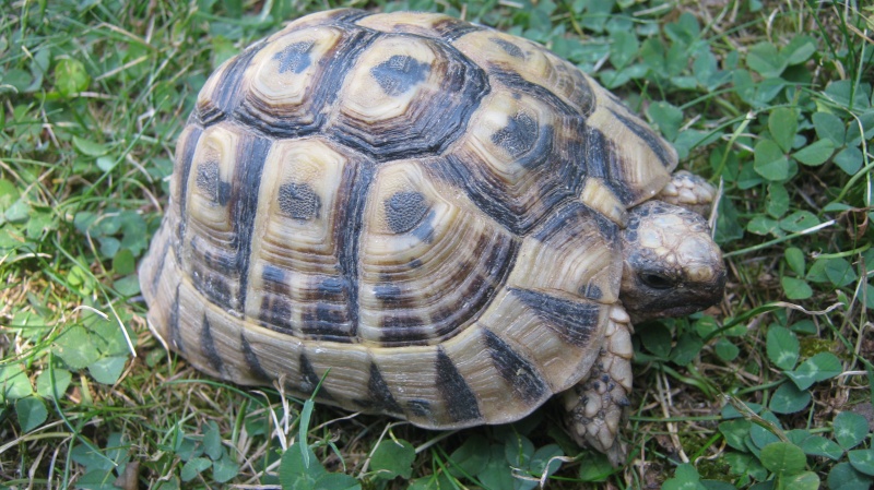 voici mes tortue Marie210