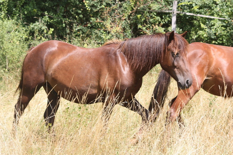 Delta, double poney 4 ans en FA chez Lisa  - Page 2 2016-028