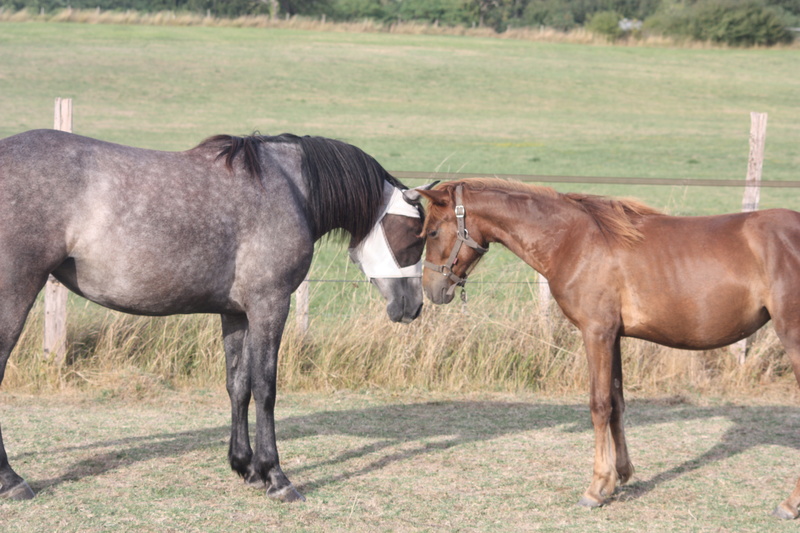 Floss adoptée Marie et Patrick Img_1921