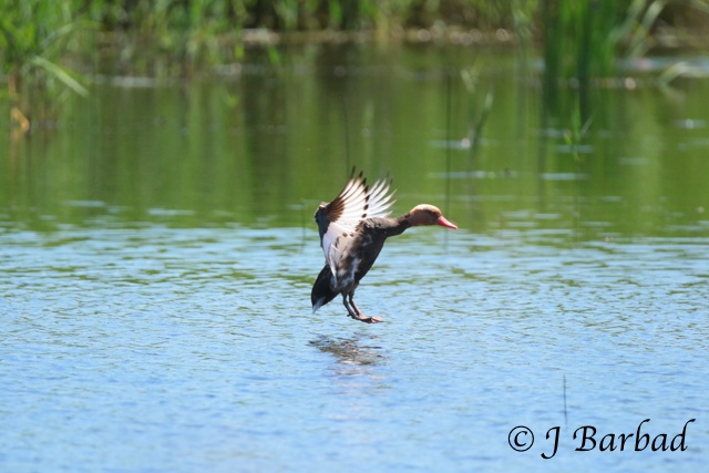 Nette rousse en "amerrissage" et famille de cygnes 9t4a9712