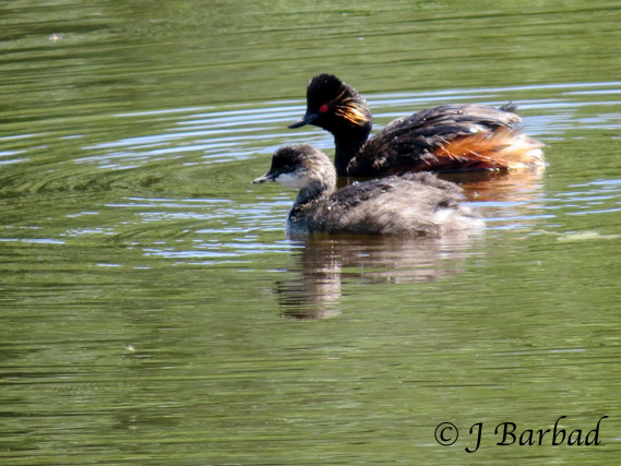 Grèbe à cou noir Grebes10