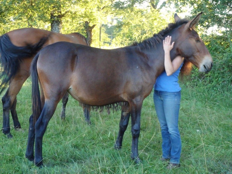 FALBALA - ONC mule née en 2015 - adoptée en juillet 2016 par Thierry - Page 2 Falbal12