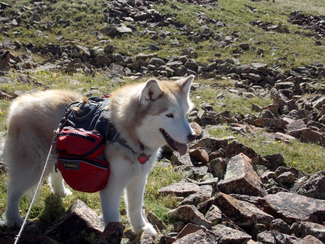 Hiking with Dogs~ Mt. Boreas, 13,082ft~Failed Summit Dscn3712