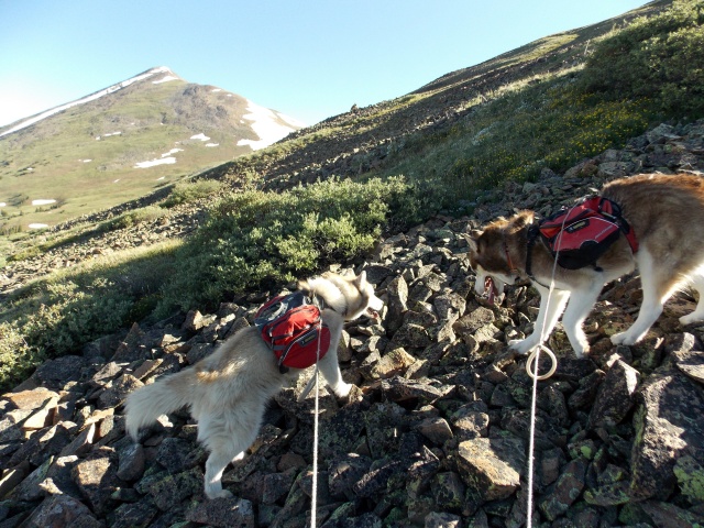 Hiking with Dogs~ Mt. Boreas, 13,082ft~Failed Summit Dscn3713