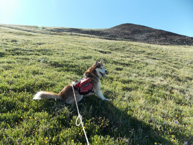 Hiking with Dogs~ Mt. Boreas, 13,082ft~Failed Summit Dscn3714