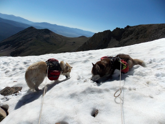 Hiking with Dogs~ Mt. Boreas, 13,082ft~Failed Summit Dscn3716