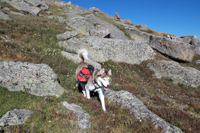 Hiking with Dogs~ Rogers Peak 13,391 & Mt. Warren 13,307, Colorado  Dscn3910