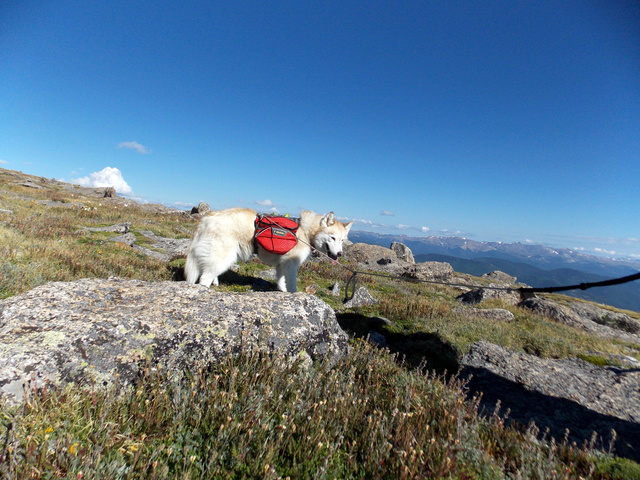 Hiking with Dogs~ Rogers Peak 13,391 & Mt. Warren 13,307, Colorado  Dscn3915