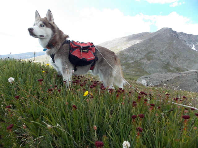 Hiking with Dogs~ Rogers Peak 13,391 & Mt. Warren 13,307, Colorado  Dscn4022