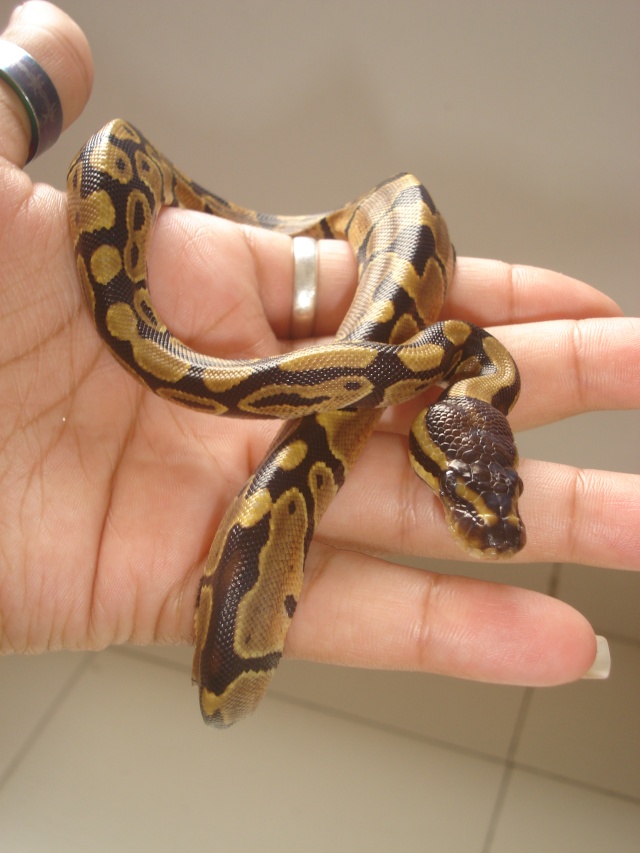 python très maigre Dsc09910