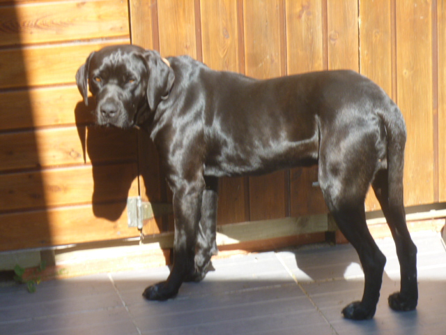 Noxx, mâle x braque/labrador noir 11 mois 30 kg - asso Sos Décharge, Corse du sud  110