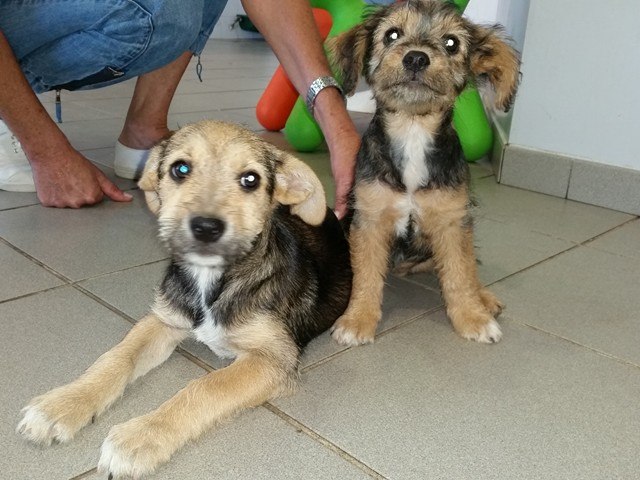 Myrte et Myrtille, les chiots femelles de KITTY de l'asso Sos Décharge, Corse du sud - en FA en PACA 13672010