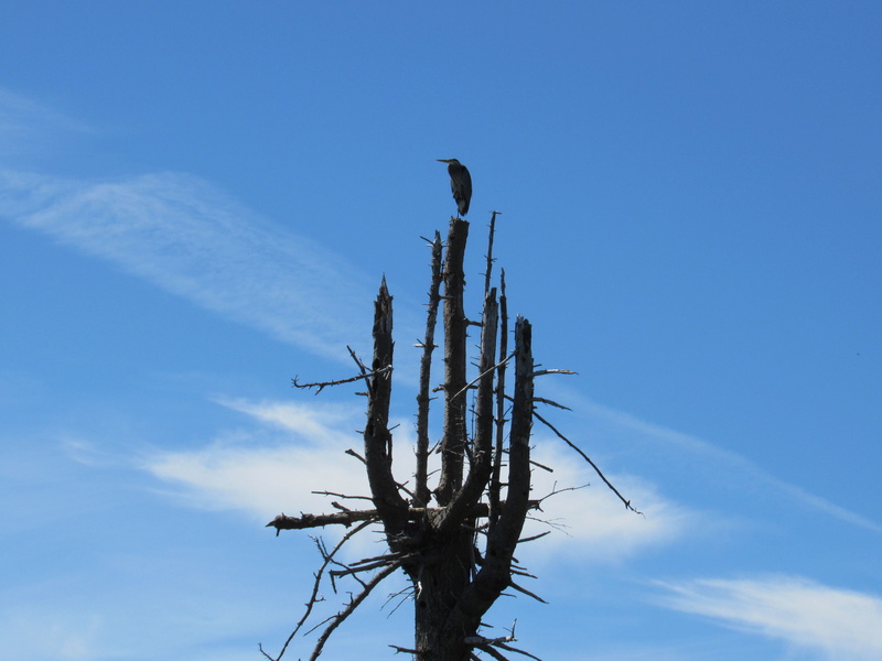 Grand héron trônant sur son arbre! Image29
