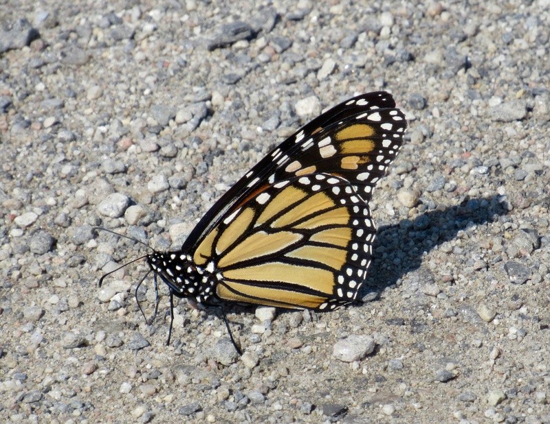 Une rareté... Le papillon monarque! Image46